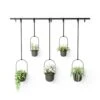 Umbra Triflora Planter (Set Of 5)